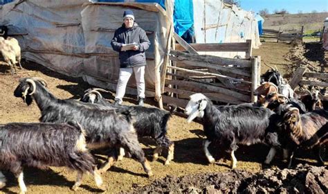 Simav’da çoban tespitleri yapılıyor